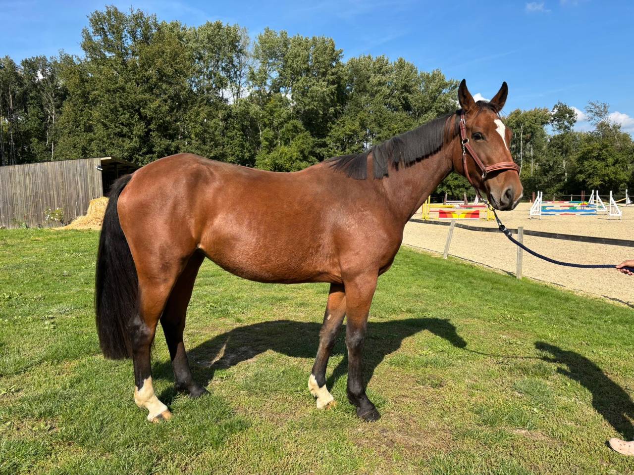 Cavalla Sella Francese In vendita 2022 Baio