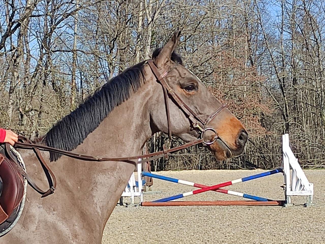 Cavalla Sella Francese In vendita 2022 Baio