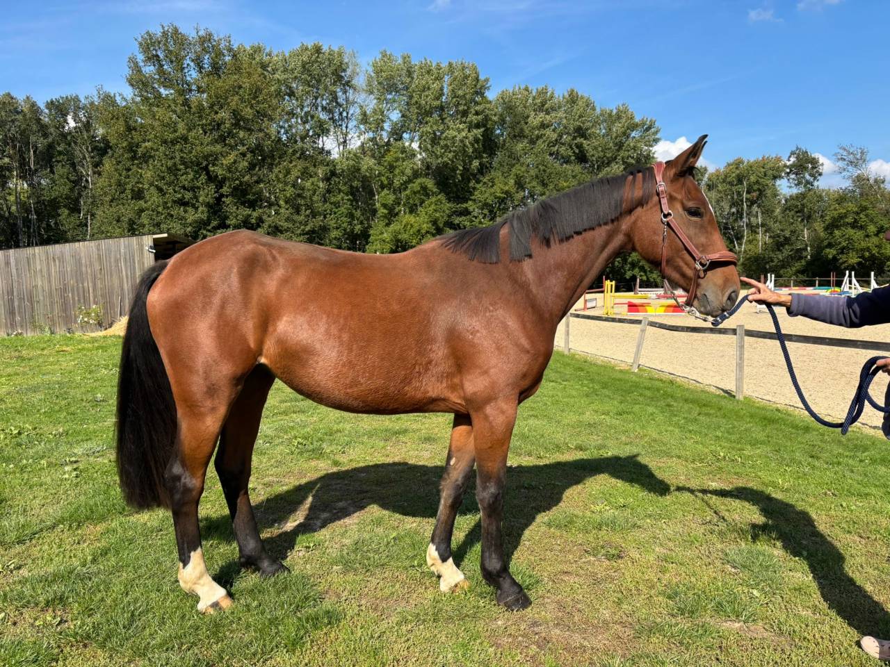 Cavalla Sella Francese In vendita 2022 Baio