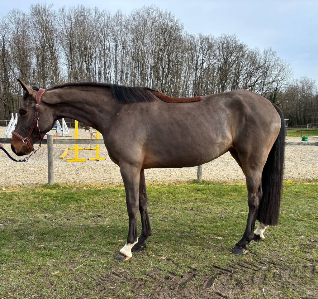 Cavalla Sella Francese In vendita 2022 Baio