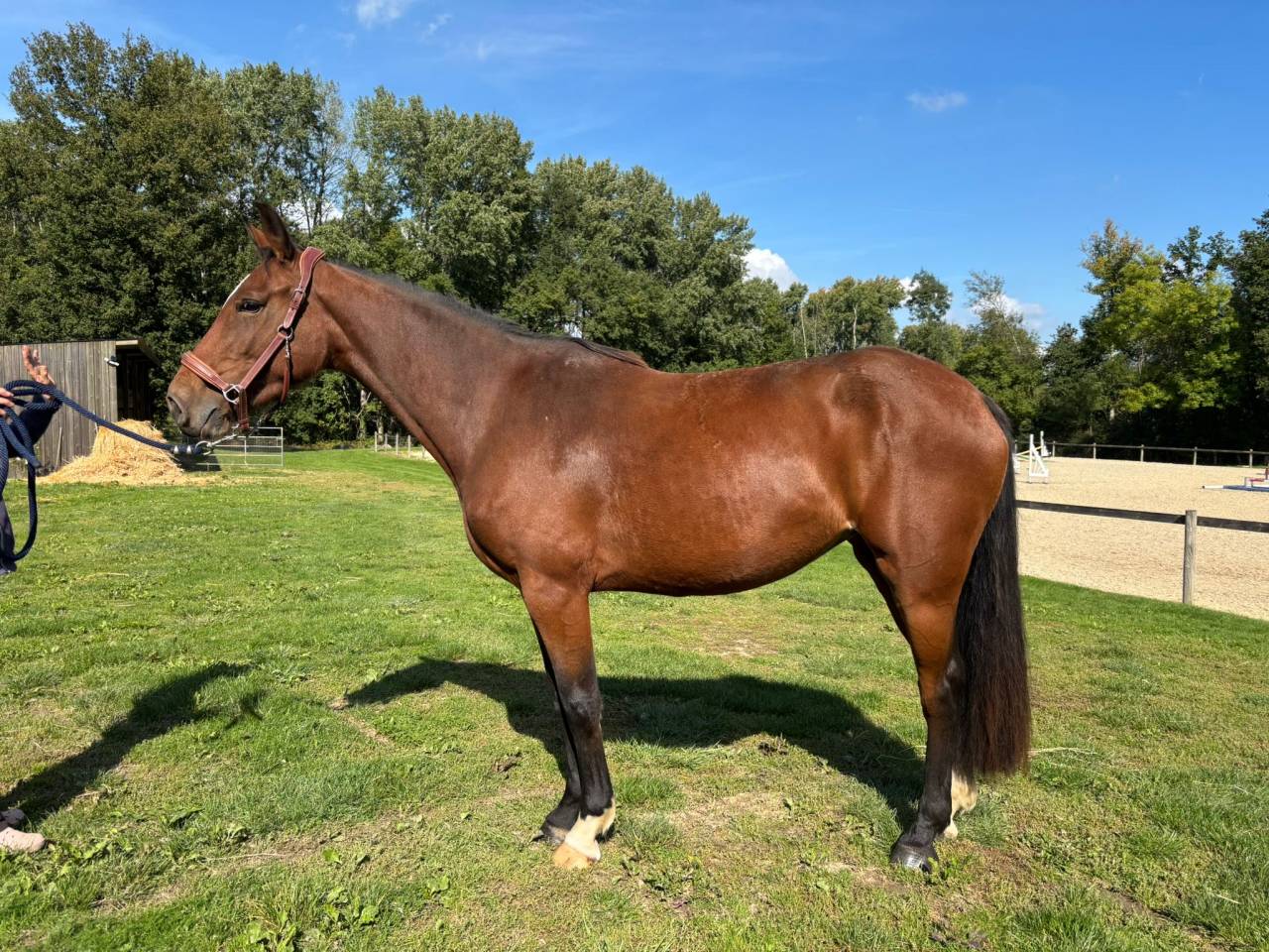 Cavalla Sella Francese In vendita 2022 Baio