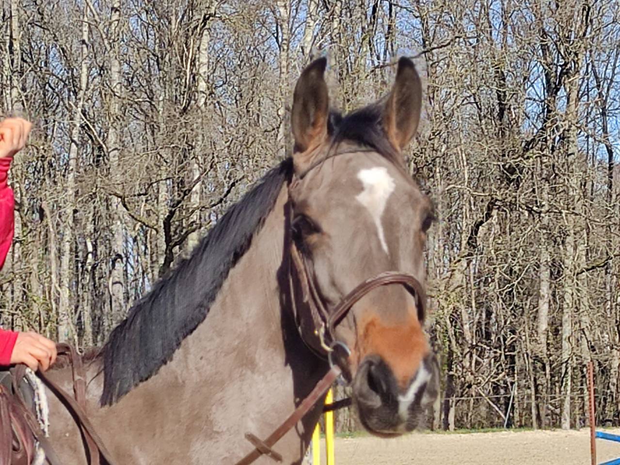 Cavalla Sella Francese In vendita 2022 Baio