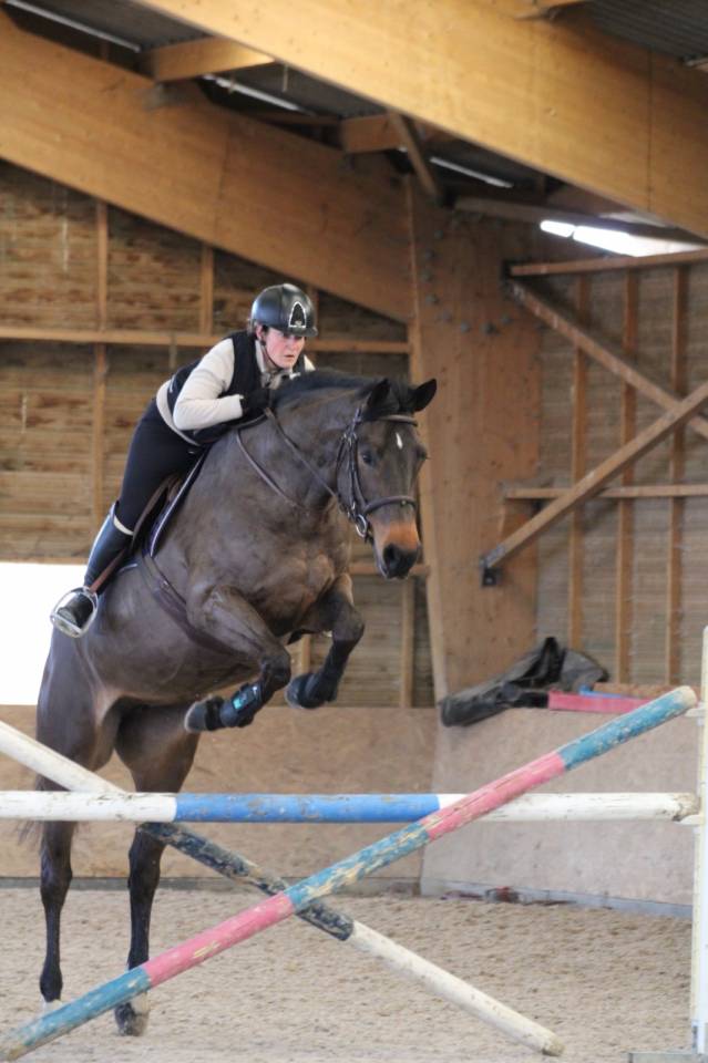 Fattrice Cavallo da Sella In vendita 2016 Baio