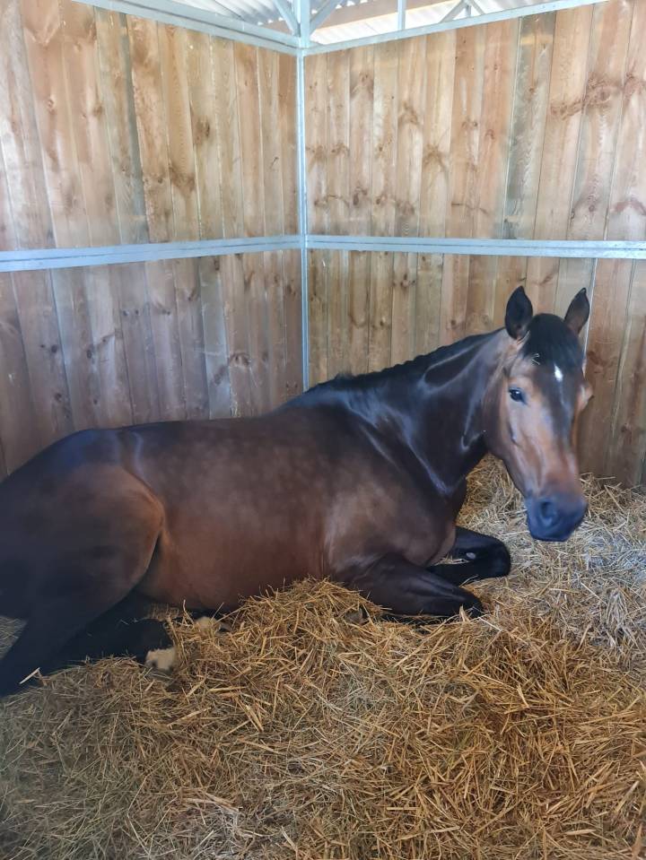 Fattrice Cavallo da Sella In vendita 2016 Baio