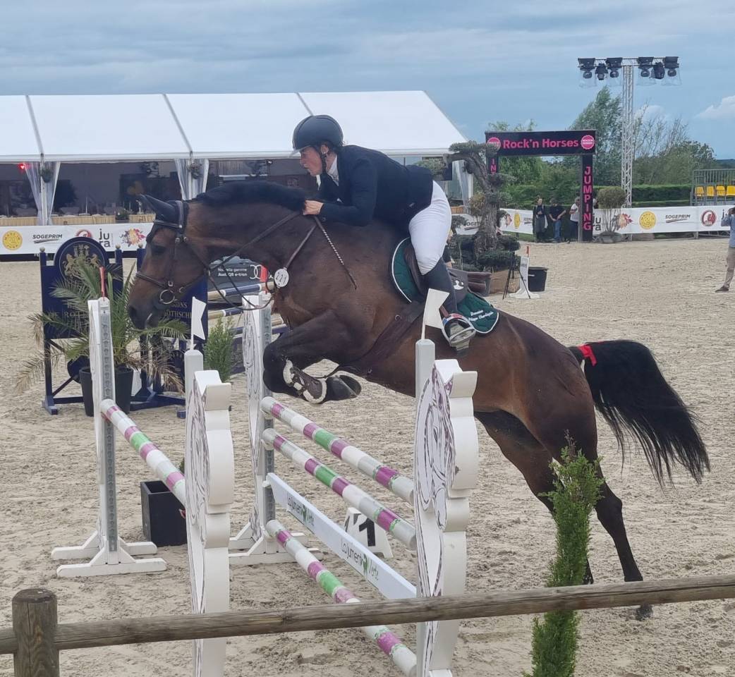 Fattrice Cavallo da Sella In vendita 2016 Baio