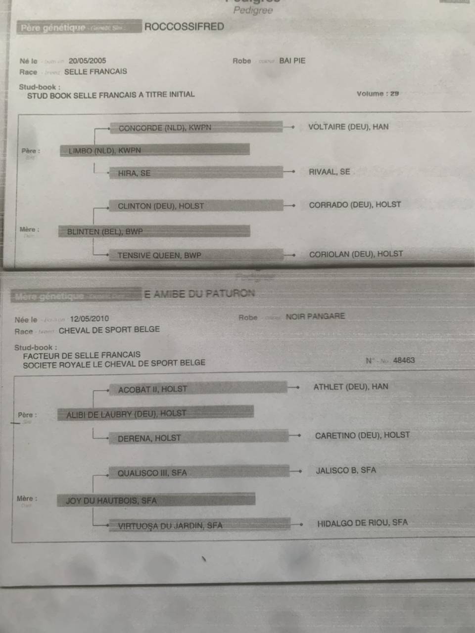 Fattrice Cavallo da Sella In vendita 2016 Baio