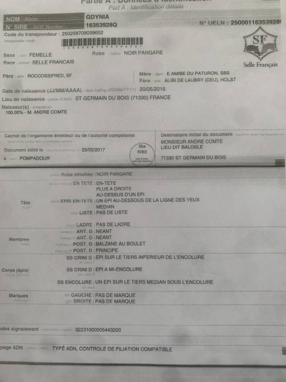 Fattrice Cavallo da Sella In vendita 2016 Baio