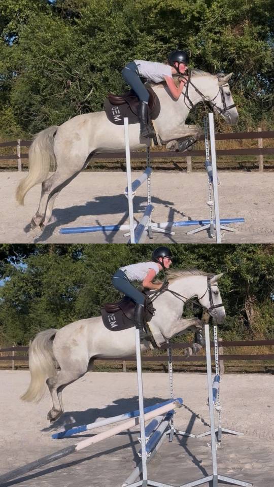 Castrone PFS Pony Francese da Sella In vendita 2019 Grigio
