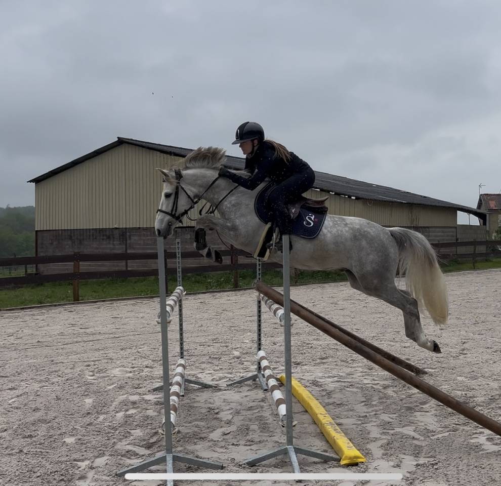 Castrone PFS Pony Francese da Sella In vendita 2019 Grigio