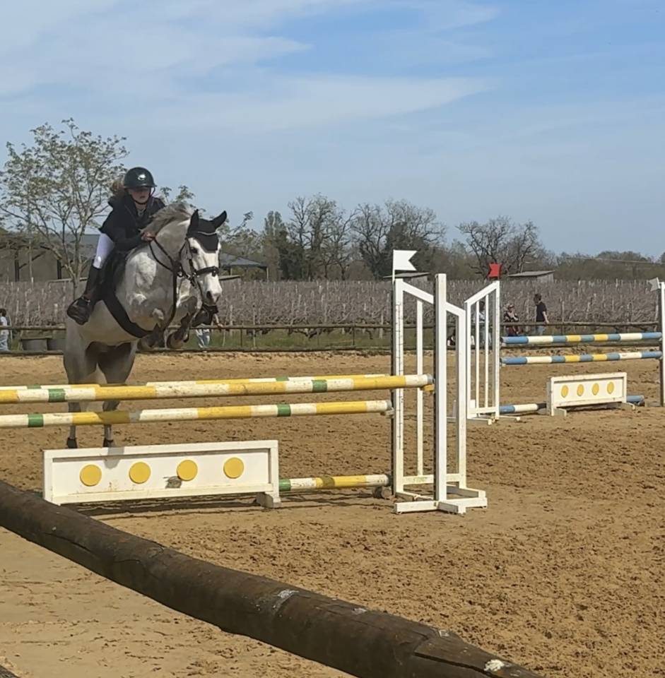Castrone PFS Pony Francese da Sella In vendita 2019 Grigio