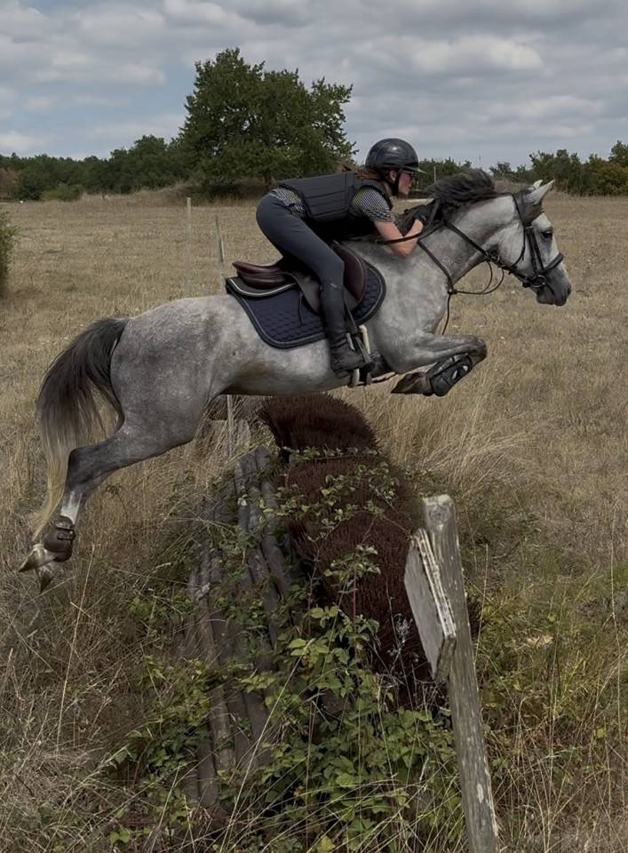 Castrone PFS Pony Francese da Sella In vendita 2020 Grigio