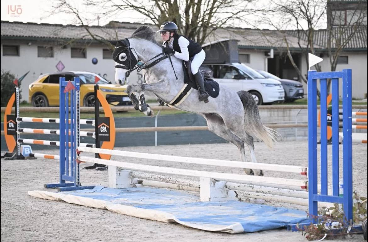 Castrone PFS Pony Francese da Sella In vendita 2020 Grigio