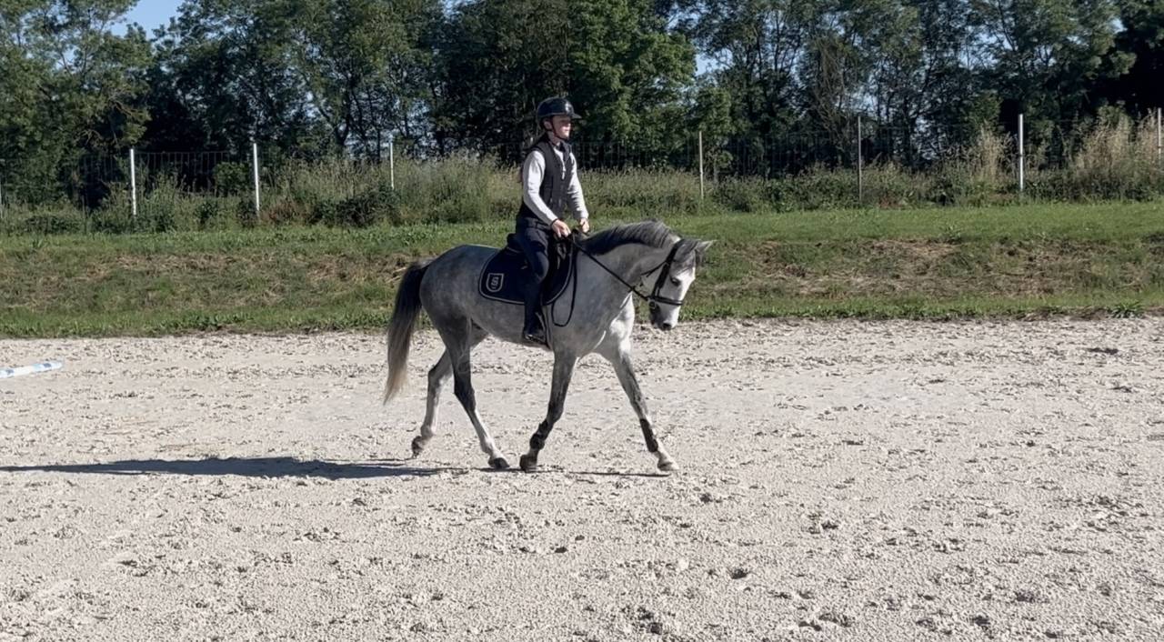 Castrone PFS Pony Francese da Sella In vendita 2020 Grigio