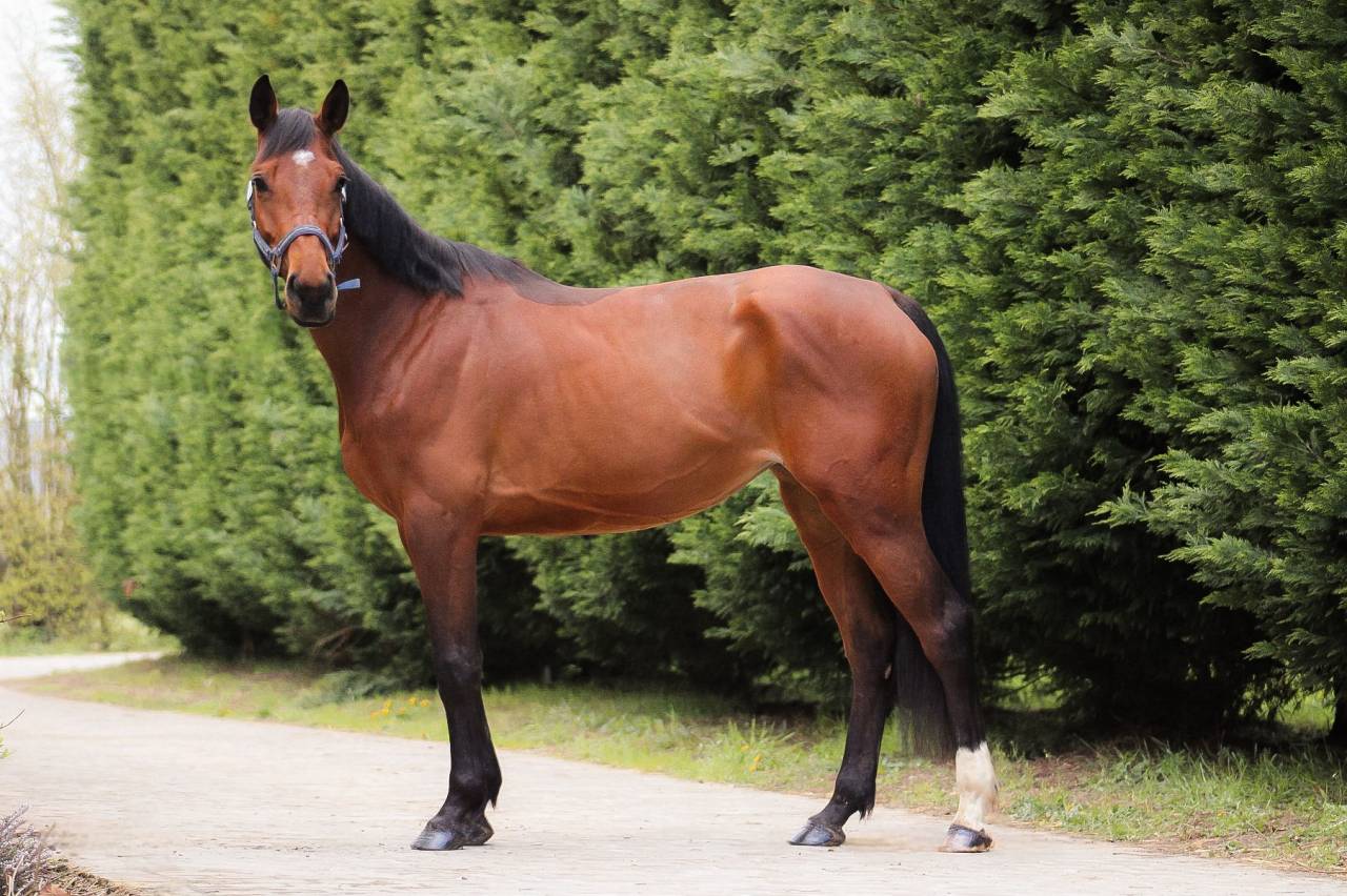 Cavalla Sella Francese In vendita 2021 Baio ,  CONTENDRO