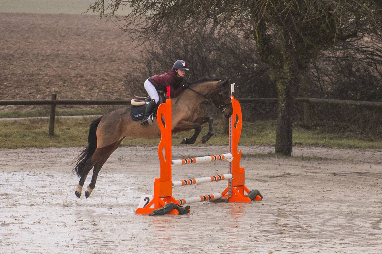 Cavalla Sella Francese In vendita 2021 Baio
