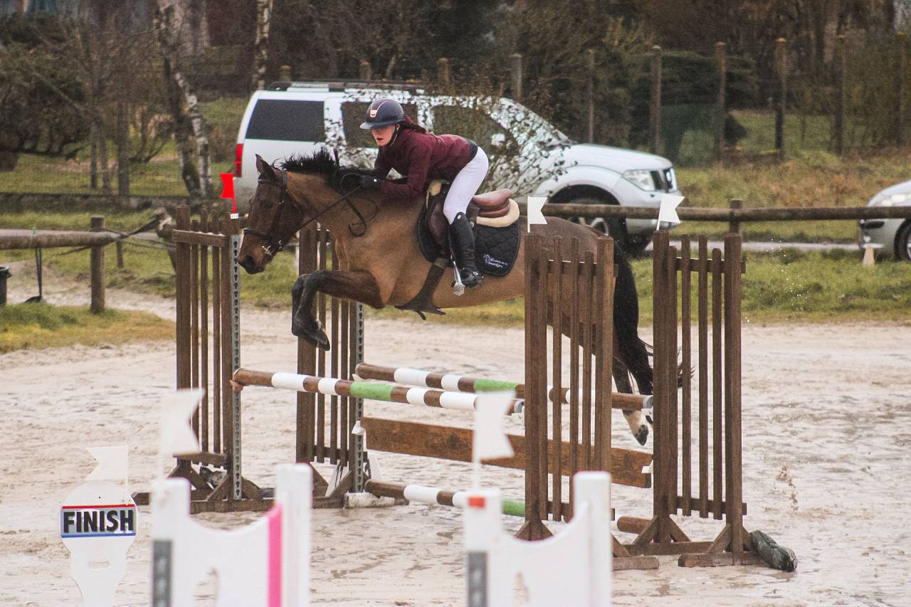 Cavalla Sella Francese In vendita 2021 Baio