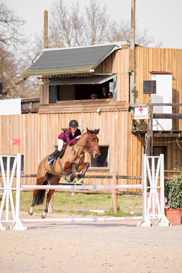 Cavalla Sella Francese In vendita 2021 Baio