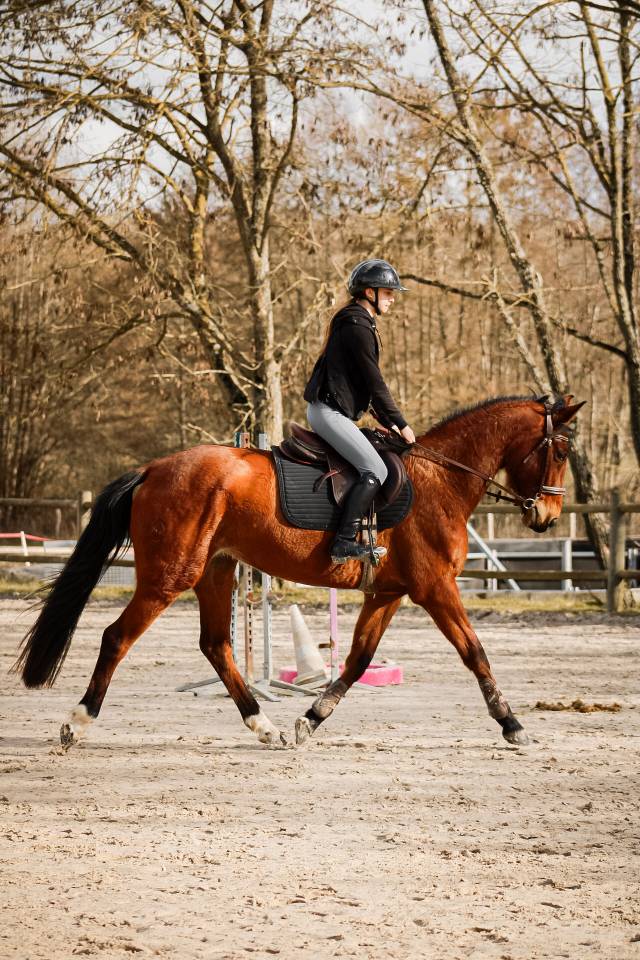 Cavalla Sella Francese In vendita 2021 Baio