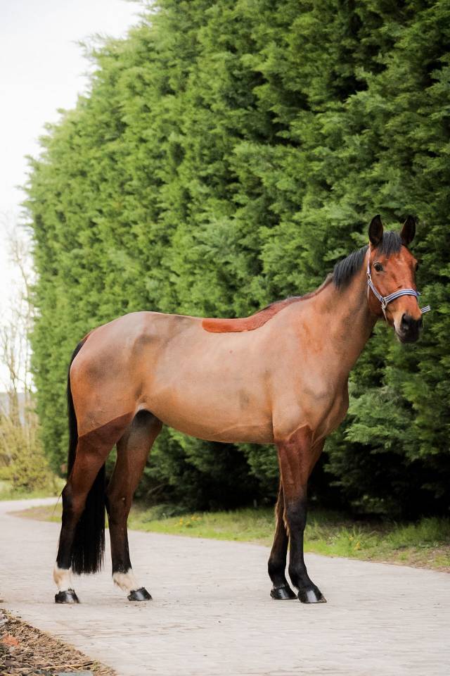 Cavalla Sella Francese In vendita 2021 Baio