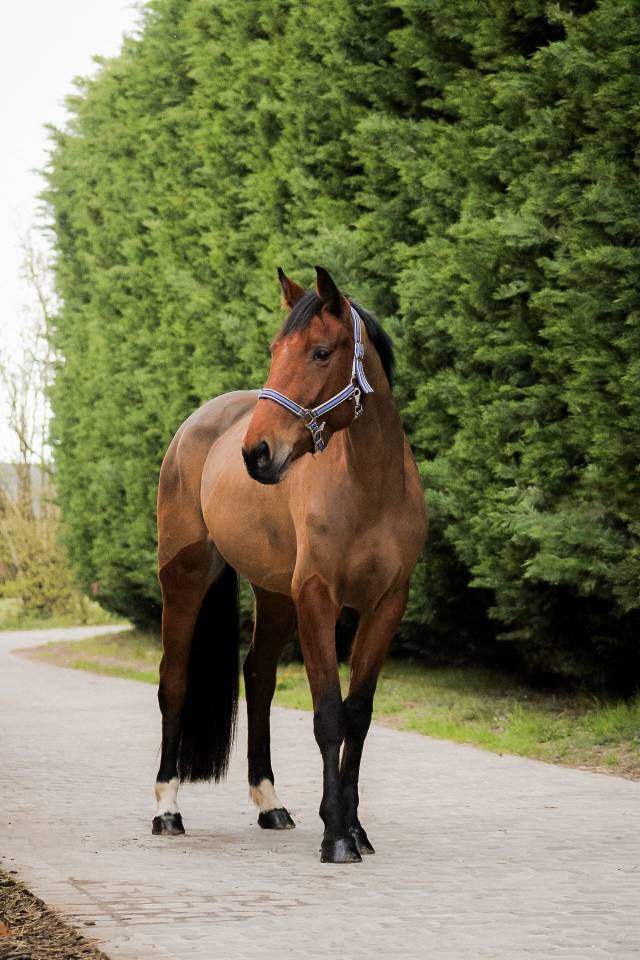 Cavalla Sella Francese In vendita 2021 Baio