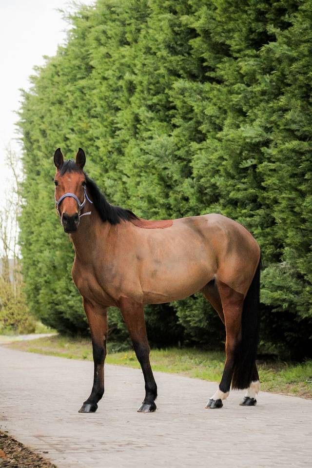 Cavalla Sella Francese In vendita 2021 Baio