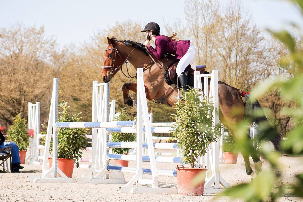 Cavalla Sella Francese In vendita 2021 Baio