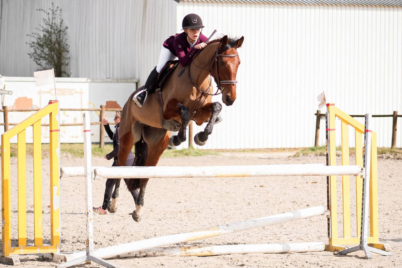 Cavalla Sella Francese In vendita 2021 Baio