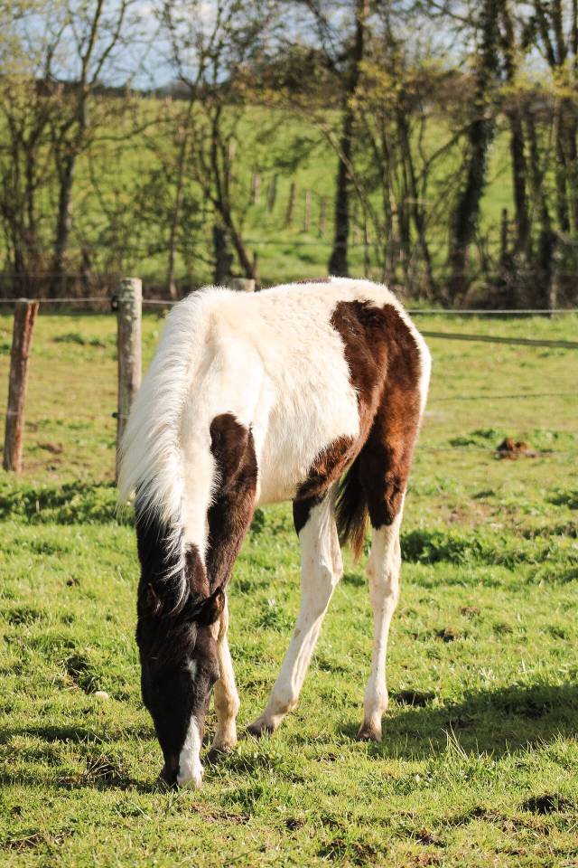 Puledro Origine non conosciuta  In vendita 2025 Pezzato ,  Joker d&rsquo;euskadi