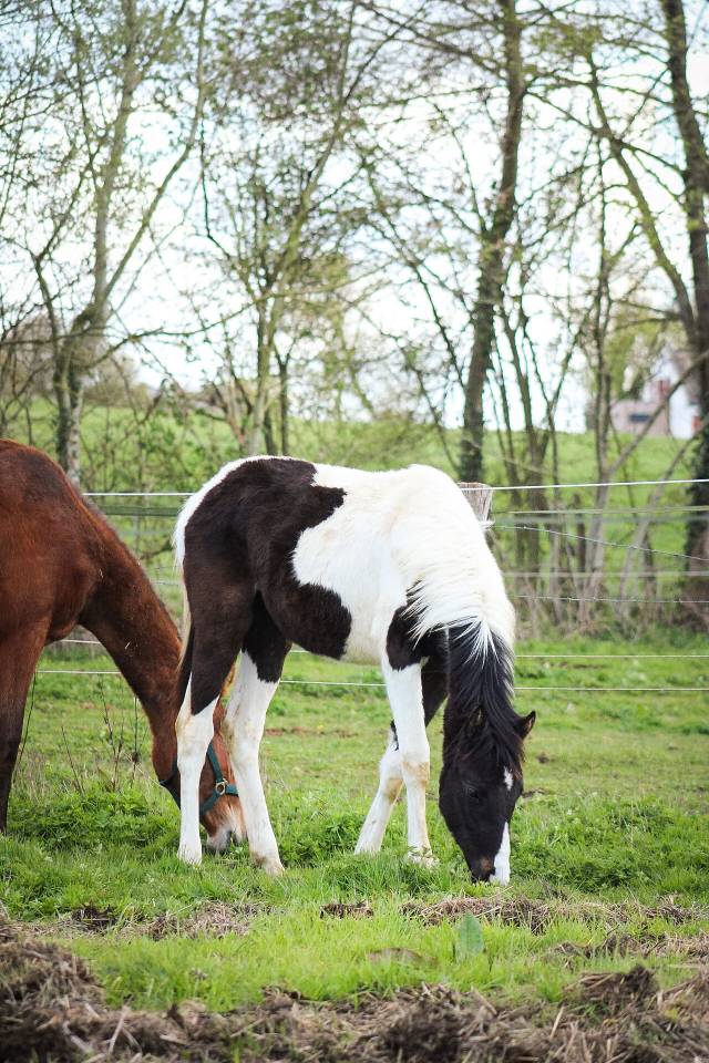 Puledro Origine non conosciuta  In vendita 2025 Pezzato ,  Joker d&rsquo;euskadi