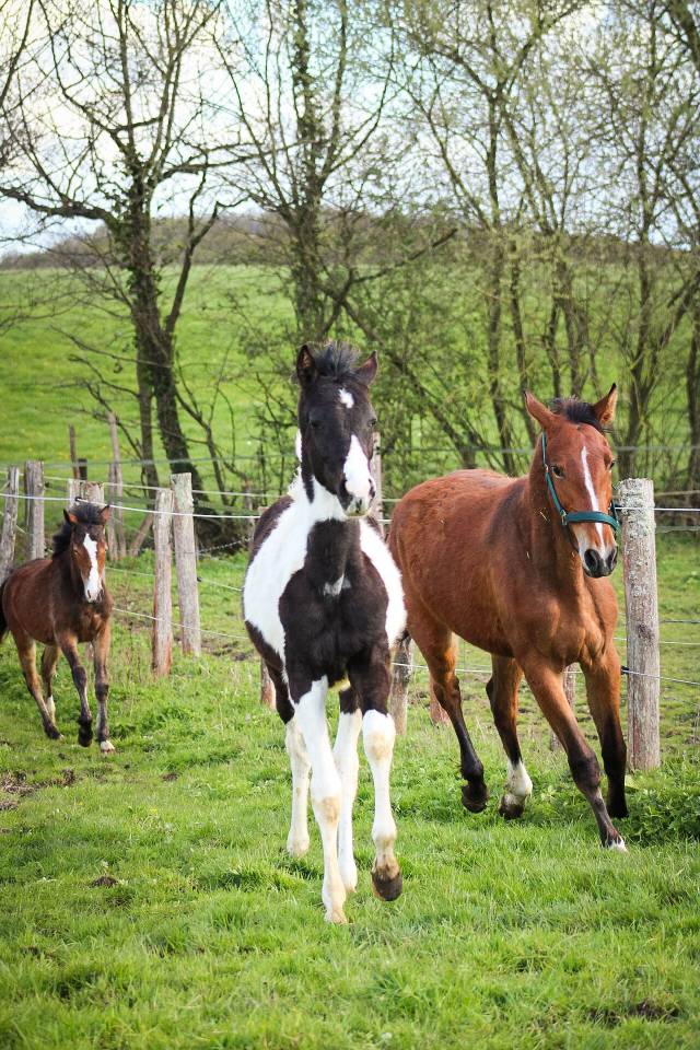 Puledro Origine non conosciuta  In vendita 2025 Pezzato ,  Joker d&rsquo;euskadi