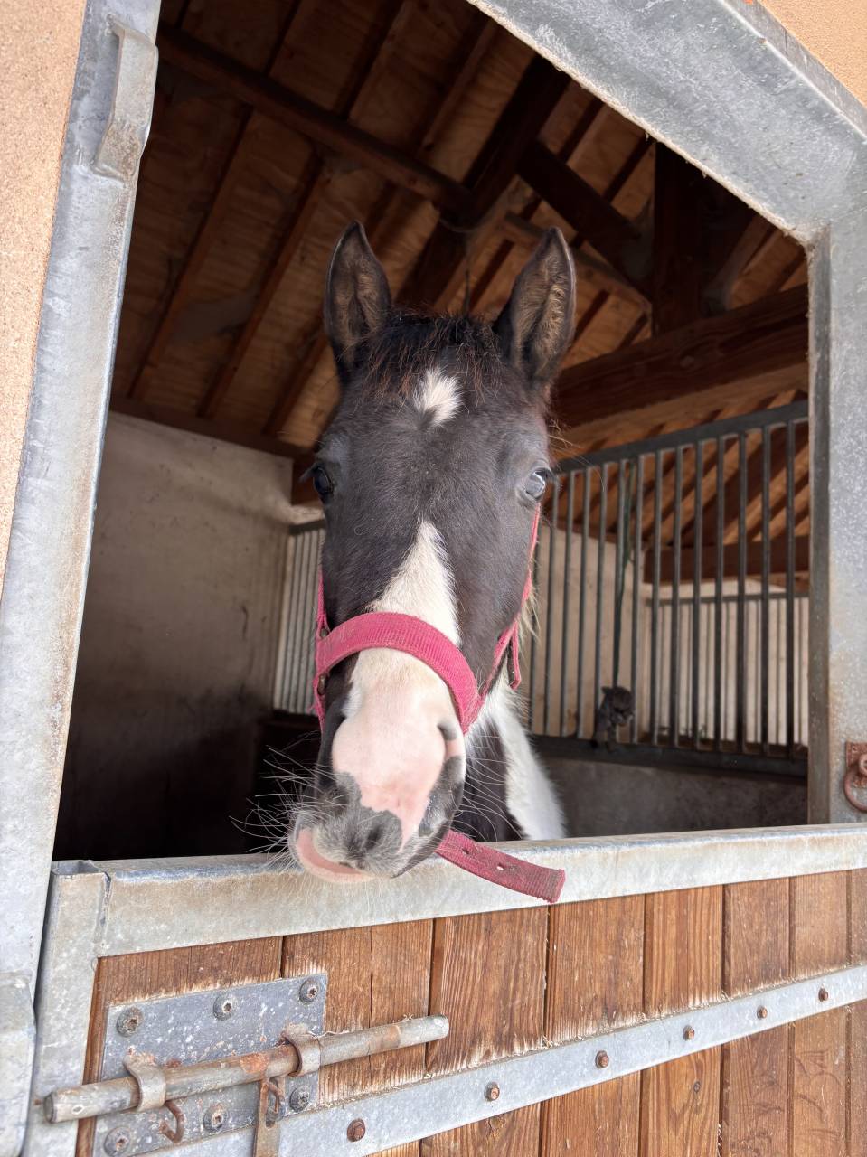 Puledro Origine non conosciuta  In vendita 2025 Pezzato ,  Joker d&rsquo;euskadi