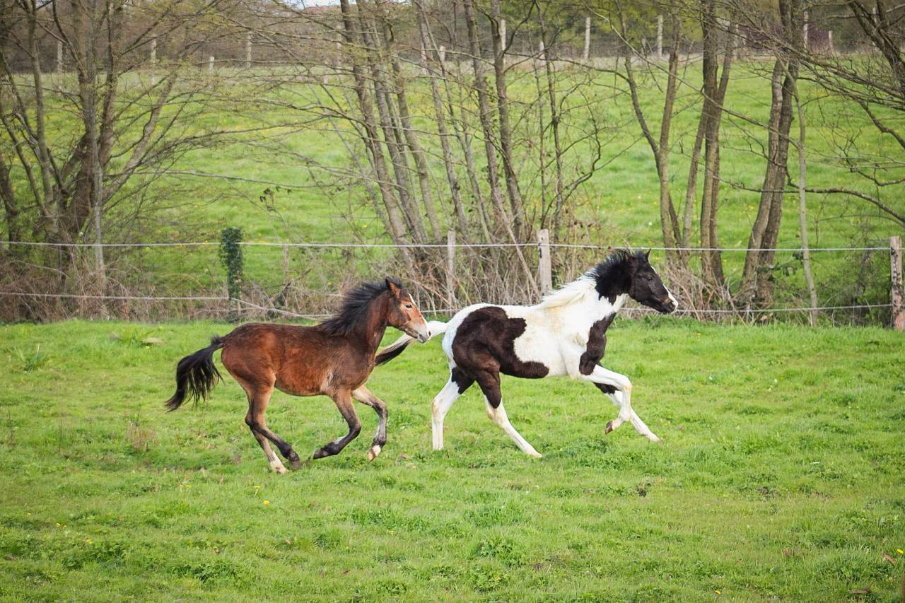 Puledro Origine non conosciuta  In vendita 2025 Pezzato ,  Joker d&rsquo;euskadi