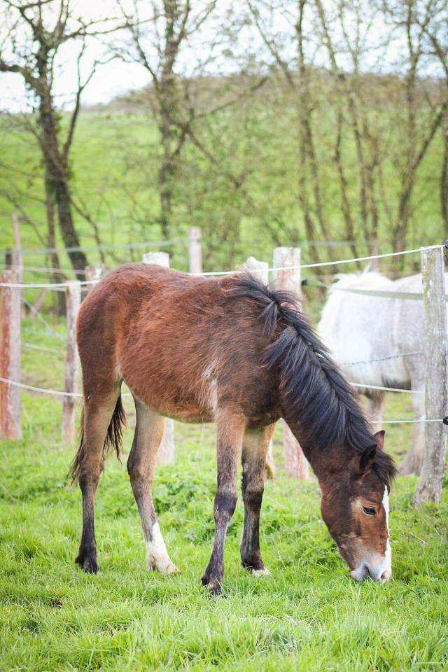 Puledra Origine non conosciuta  In vendita 2025 Baio ,  Helios de tirepeine