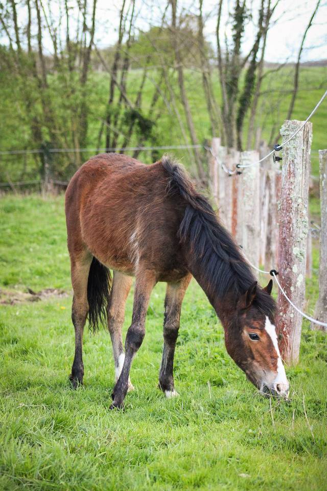 Puledra Origine non conosciuta  In vendita 2025 Baio ,  Helios de tirepeine