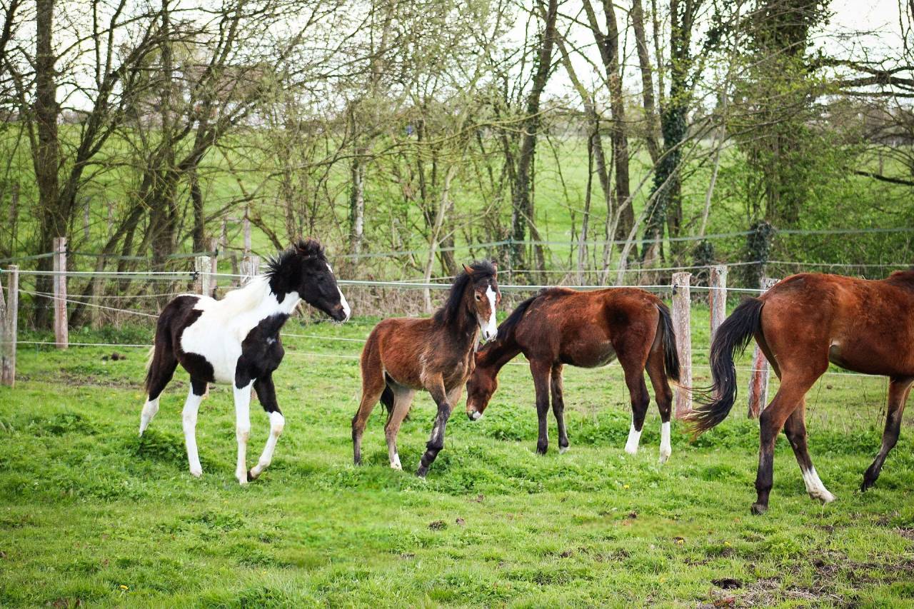 Puledra Origine non conosciuta  In vendita 2025 Baio ,  Helios de tirepeine