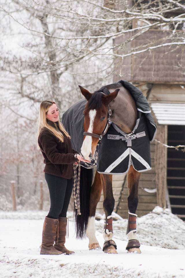 Castrone Sella Francese In vendita 2018 Baio ,  Jo de la Barde