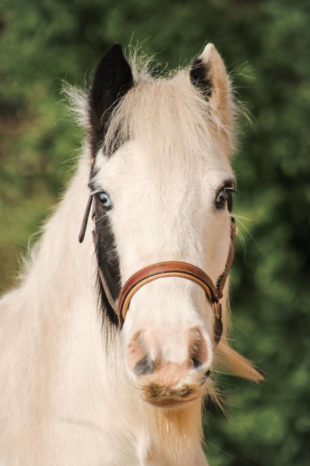 Castrone Altre Razze di Pony In vendita 2018 Pezzato