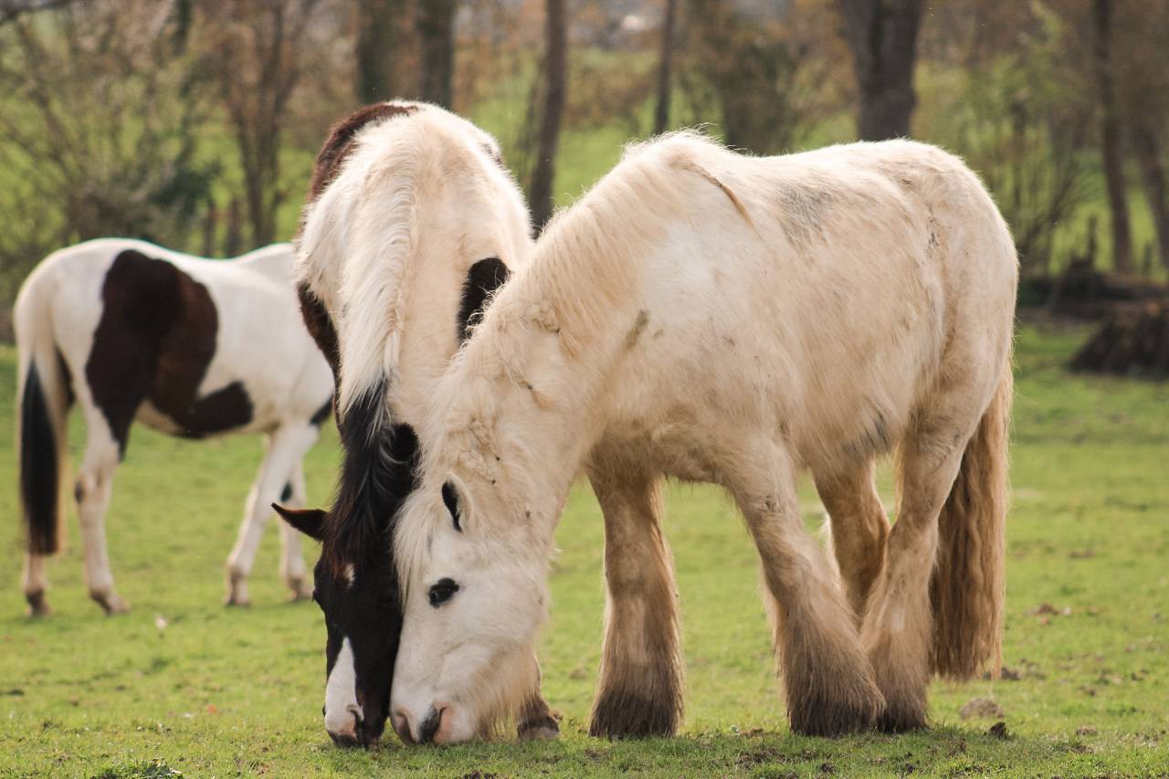 Castrone Altre Razze di Pony In vendita 2018 Pezzato