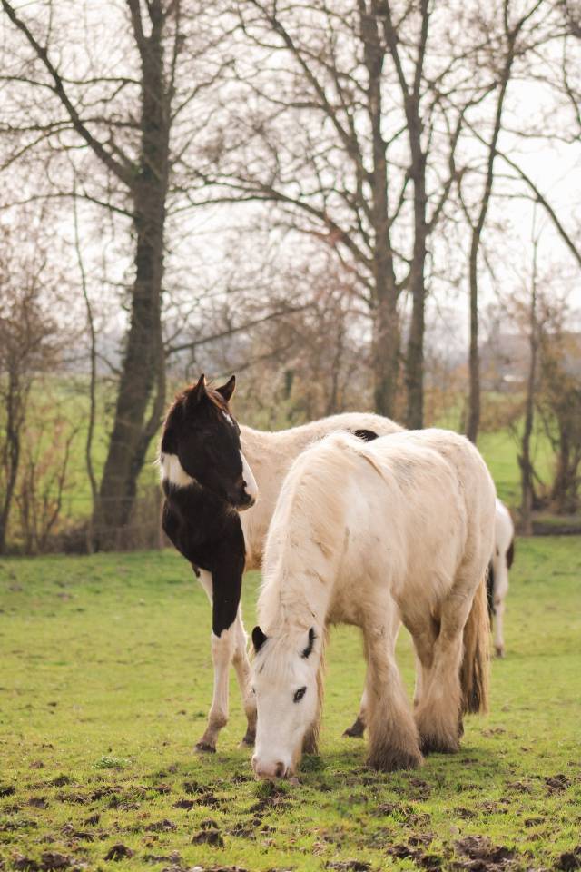 Castrone Altre Razze di Pony In vendita 2018 Pezzato