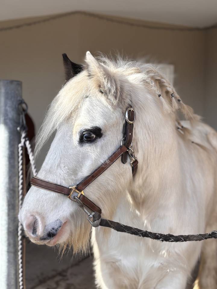 Castrone Altre Razze di Pony In vendita 2018 Pezzato