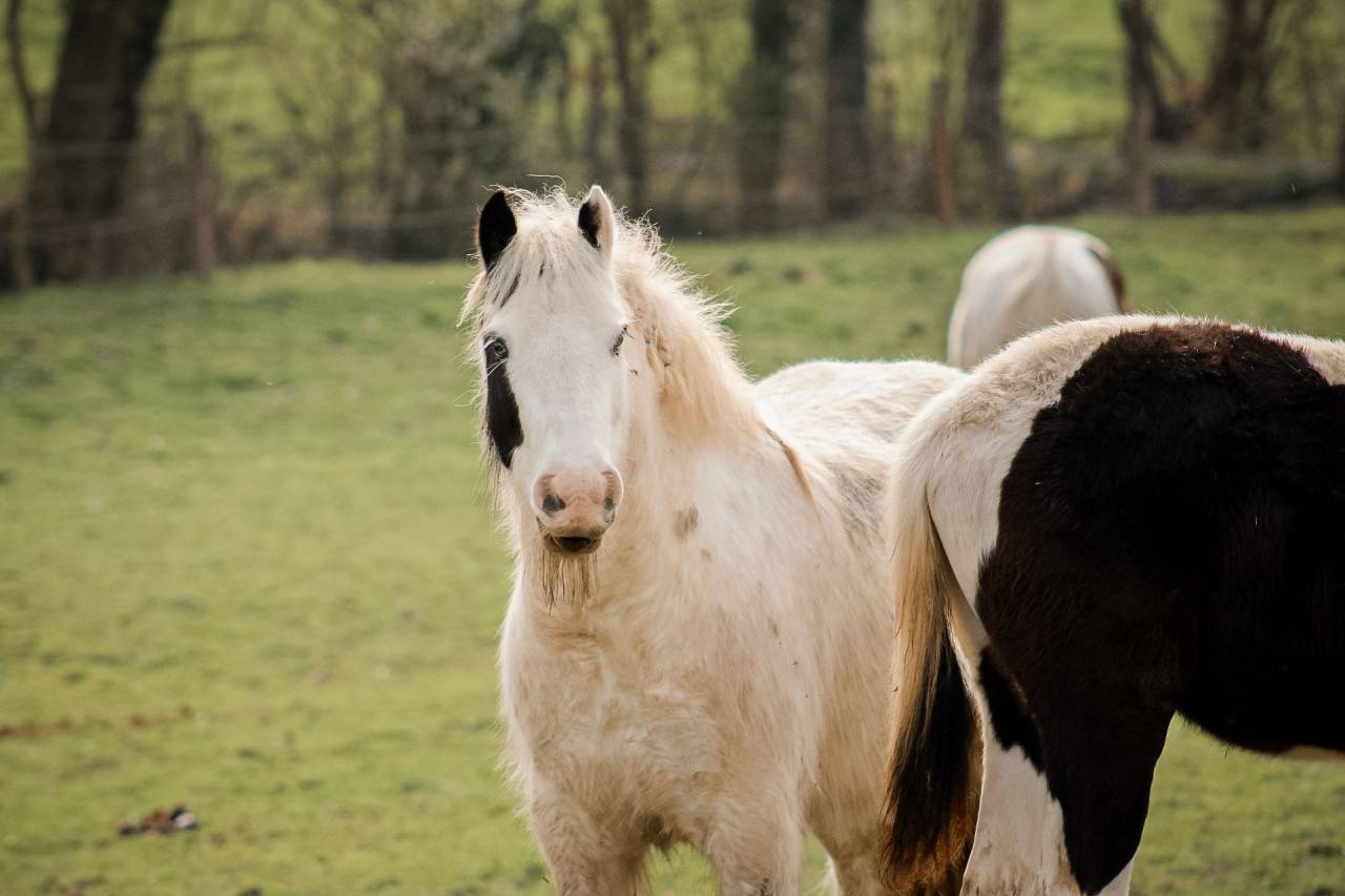 Castrone Altre Razze di Pony In vendita 2018 Pezzato