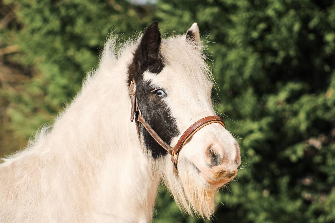 Castrone Altre Razze di Pony In vendita 2018 Pezzato