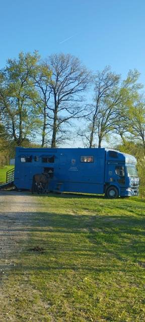 Camion per Cavalli Renault 44HH1 2011 Occasione