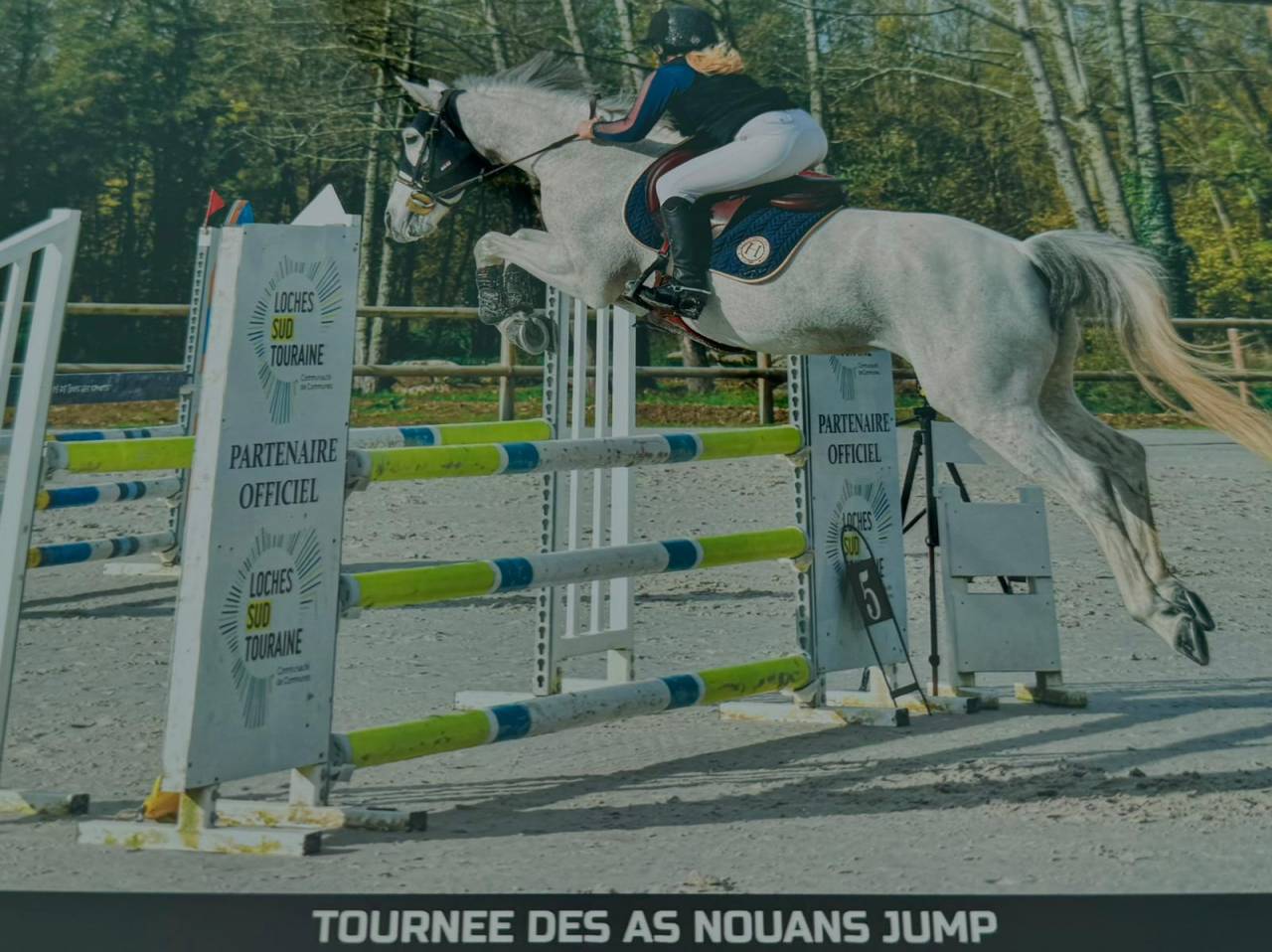 Cavalla Welsh Part Bred In vendita 2015 Grigio