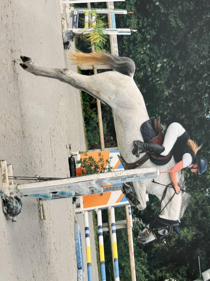 Cavalla Welsh Part Bred In vendita 2015 Grigio