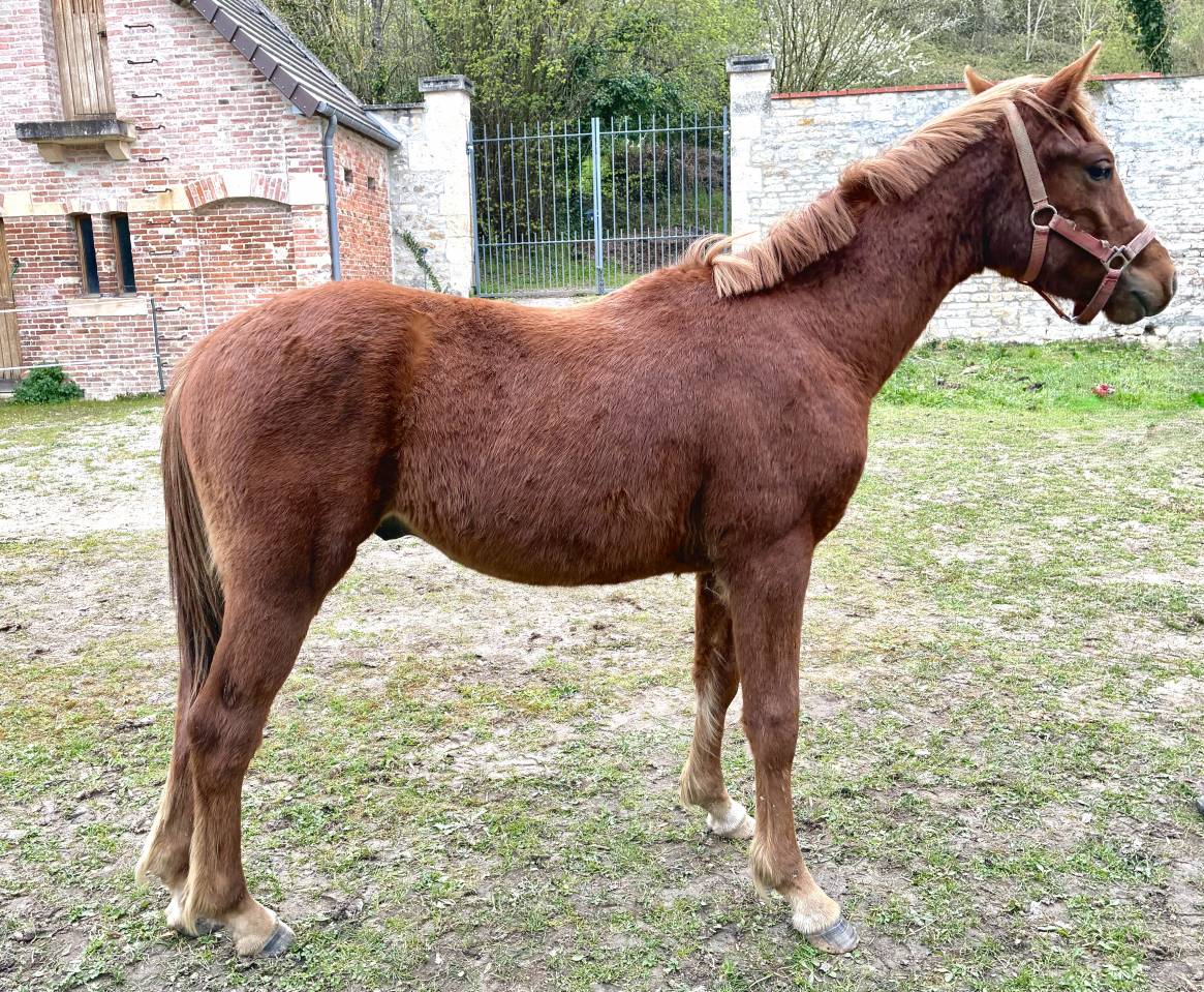 Castrone Connemara In vendita 2025 Sauro