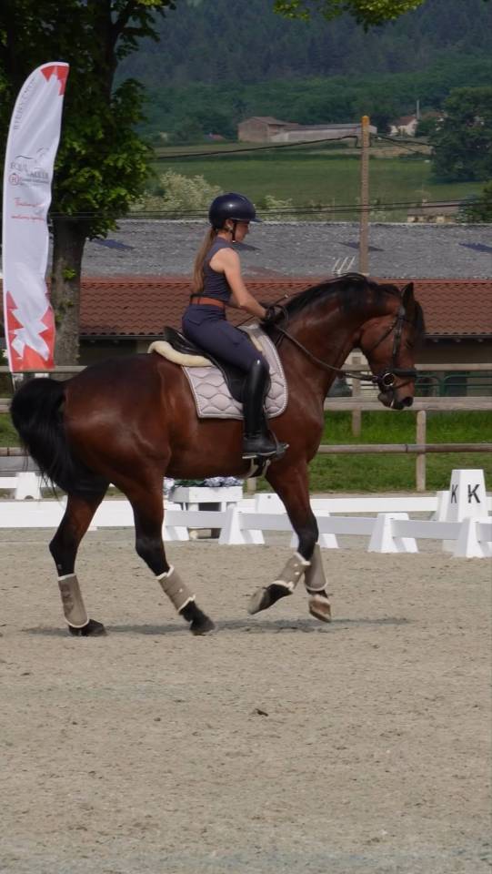 Cavalla KWPN Cavallo da Sport Neerlandese In vendita 2016 Baio