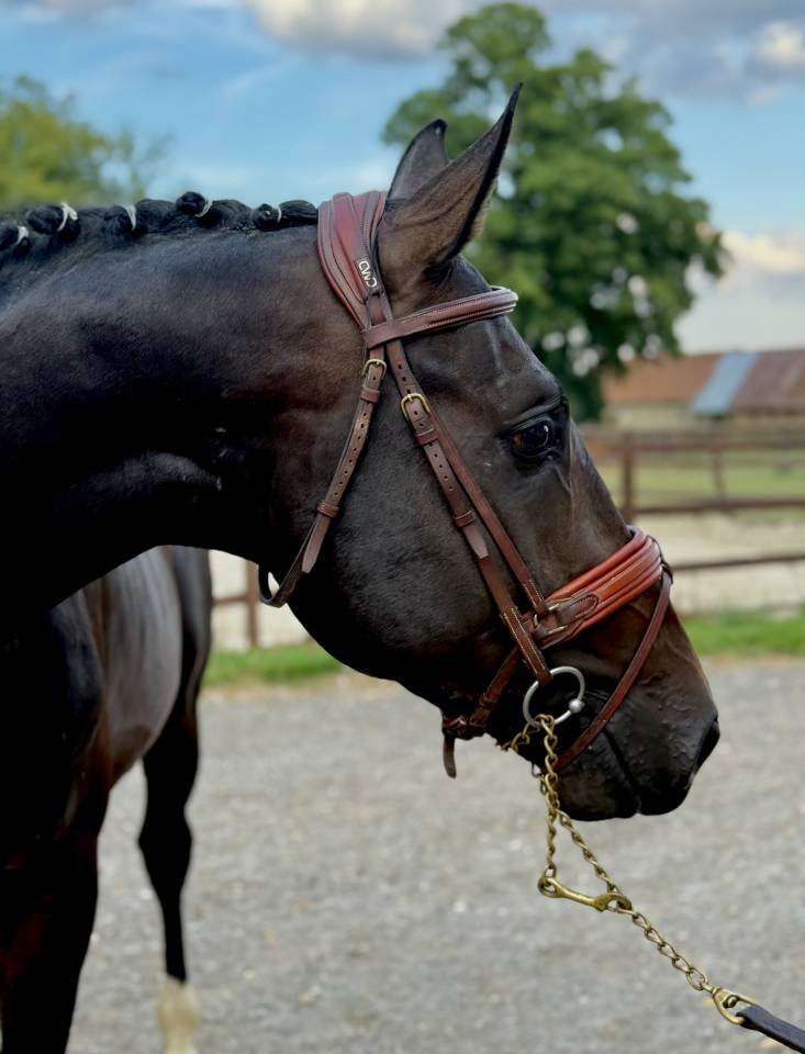 Castrone Holsteiner In vendita 2022 Baio scuro ,  United way