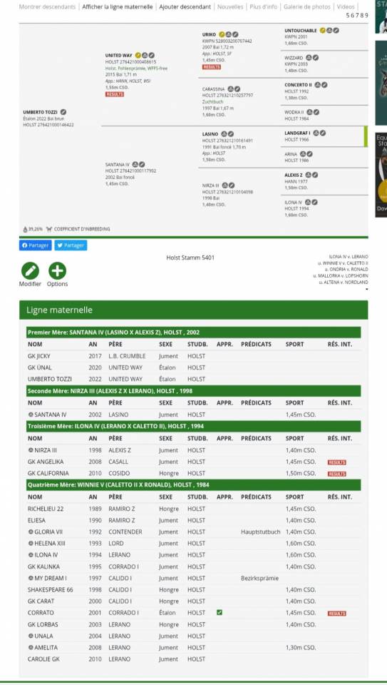 Castrone Holsteiner In vendita 2022 Baio scuro ,  United way