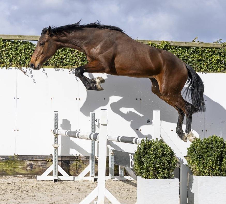 Intero BWP Cavallo da Sangue Belgio In vendita 2024 Baio ,  &Eacute;quitron Naxcel V
